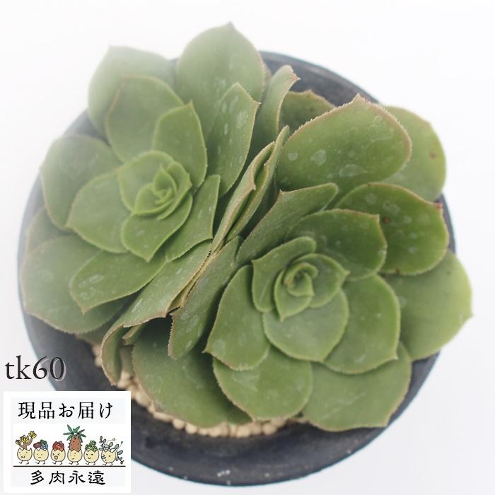 八咫の鏡 Tk60 多肉植物 アエオニウム おすすめ 特定販売 現物の仔をお届け 珍品多肉植物 珍しい多肉植物 開店祝 結婚式祝 Tk 60 多肉永遠支店 通販 Yahoo ショッピング