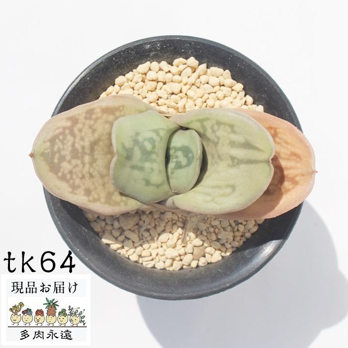 白馬の輝き Tk64 多肉植物 ガステリア 現物の仔をお届け 珍品多肉植物 珍しい多肉植物 開店祝 結婚式祝 Tk 64 多肉永遠支店 通販 Yahoo ショッピング