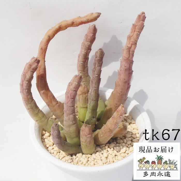 バインシー Tk67 多肉植物 トリデンテア ガガイモ科 現物の仔をお届け 珍品多肉植物 珍しい多肉植物 開店祝 結婚式祝 Tk 67 多肉永遠支店 通販 Yahoo ショッピング
