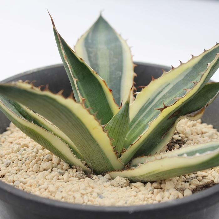 五色万代 Tk27 カッコイイ多肉植物 アガベ 現物の仔をお届け 珍品多肉植物 珍しい多肉植物 開店祝 結婚式祝 Tk027 多肉永遠支店 通販 Yahoo ショッピング