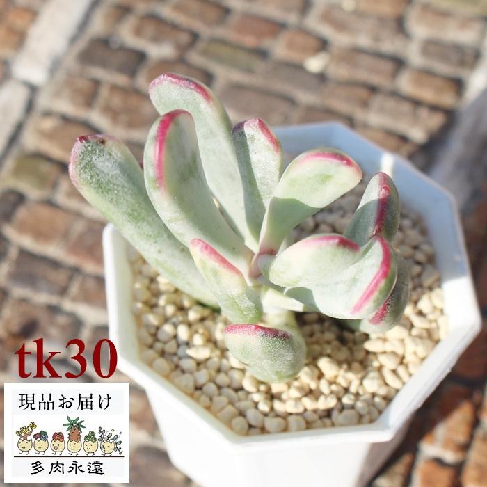 プラエセクツム Tk30 多肉植物 オフタルモフィルム 現物の仔をお届け 珍品多肉植物 珍しい多肉植物 Tk030 多肉永遠支店 通販 Yahoo ショッピング