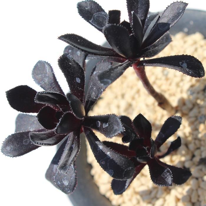 ブラックベビー Tk37 多肉植物 アエオニウム 多肉永遠オリジナル苗 現物の仔をお届け 珍品多肉植物 珍しい多肉植物 開店祝 合格祝 Tk037 多肉永遠支店 通販 Yahoo ショッピング