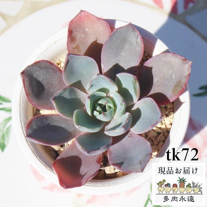 レインワラディー錦 Tk72 多肉植物 ハオルチア 現物の仔をお届け 珍品多肉植物 珍しい多肉植物 斑入り 多肉永遠苗 世界有名な