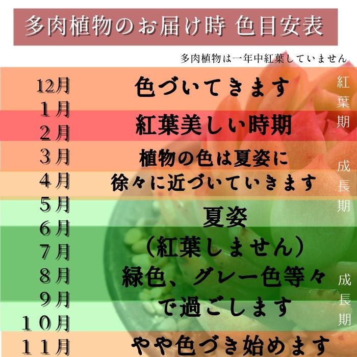 Ｓサイズトレーセット128苗卸 彩セット16種X8個 多肉植物 根付苗 フラワーアレンジ材料 アレンジ材料｜tanikutoha｜07