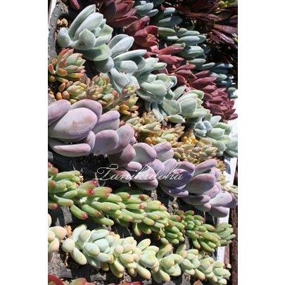 ｓサイズトレーハーフ64苗卸 多肉セット16種x4個 多肉植物 根付苗 多肉アレンジ材料 多肉激安 Ton Trss64g 多肉永遠支店 通販 Yahoo ショッピング