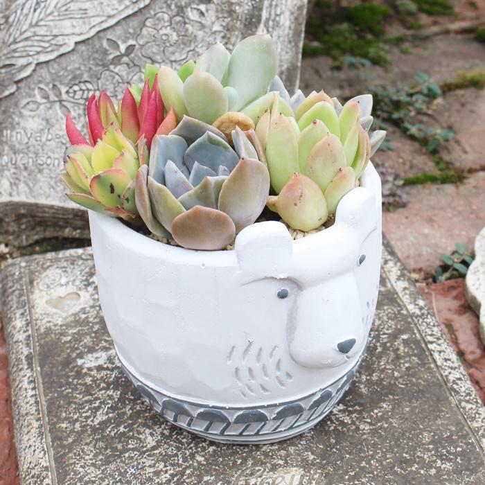 おとぼけ犬の寄せ植え 5 にく 多肉植物寄せ植え 寄せ植え おしゃれ 多肉可愛い寄せ植え 新築祝い 誕生日祝 開店祝 結婚式祝 Yo 005 多肉永遠支店 通販 Yahoo ショッピング