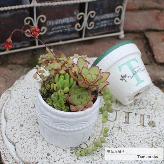 エレガントサークル Yo9 多肉植物寄せ植え 多肉おくりもの モルタル鉢の寄せ植え 新築祝 誕生日祝 開店祝 結婚式祝 Yo 009 多肉永遠支店 通販 Yahoo ショッピング