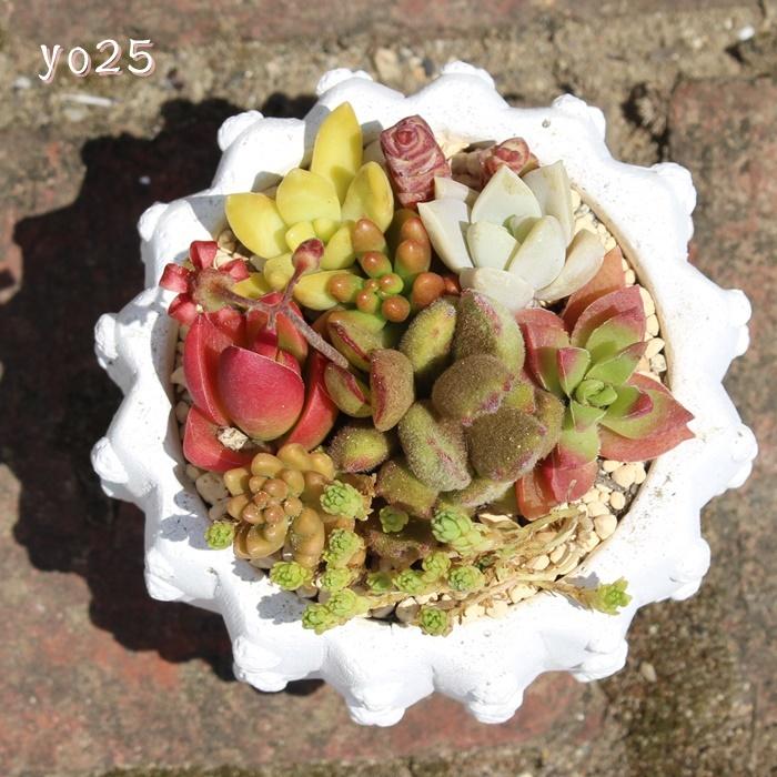 パリの寄せ植え 25 たにく 植物寄せ植え 寄せ植え おしゃれ 多肉可愛い寄せ植え 新築祝い 誕生日祝 開店祝 結婚式祝 Yo 025 多肉永遠支店 通販 Yahoo ショッピング