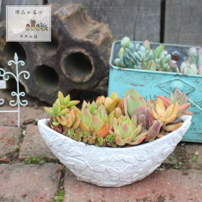 1148円 スーパーセール ゾマホントールポット28 多肉植物 リトープス 寄せ植え 多肉植物寄せ植え 現品お届け お洒落 多肉 贈り物 プレゼント