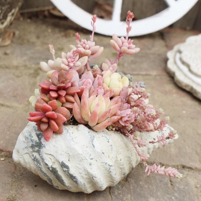 アジアンサークルポット31 多肉植物寄せ植え 送料別 現品お届け 贈り物お洒落 開店祝い多肉 記念日贈り物 プレゼント Yo 031 多肉永遠支店 通販 Yahoo ショッピング