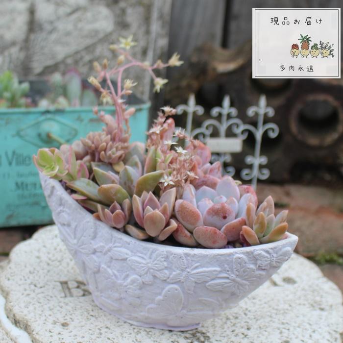 アジアン白陶器 サボテン寄せ植え 多肉植物寄せ植え 現品お届け 父の日 お家時間お洒落 退職多肉 出産祝い贈り物 Yo 036 多肉永遠支店 通販 Yahoo ショッピング