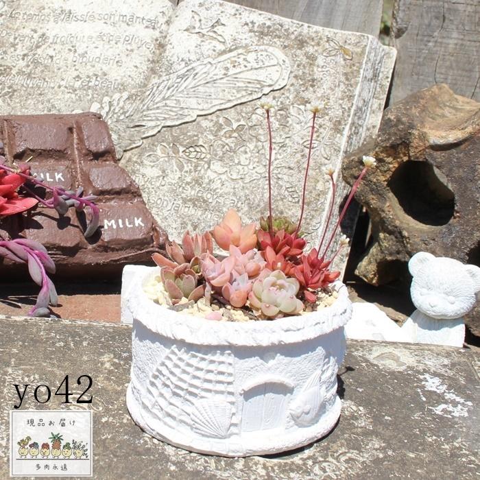 アンティークフリル 42 多肉植物寄せ植え 送料別 現品お届け 多肉寄せ植え 寄せ植えお洒落 誕生日祝 Yo 042 多肉永遠支店 通販 Yahoo ショッピング