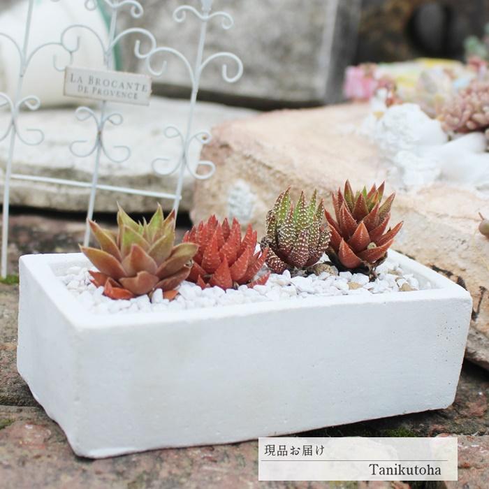 クリスマス ピンク の寄せ植え 51にく 植物寄せ植え 寄せ植え おしゃれ 多肉可愛い寄せ植え 新築祝い 誕生日祝 開店祝 結婚式祝 Yo 051 多肉永遠支店 通販 Yahoo ショッピング