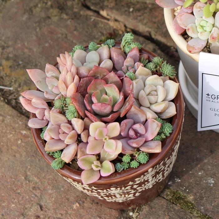 クリスマス ピンク の寄せ植え 51にく 植物寄せ植え 寄せ植え おしゃれ 多肉可愛い寄せ植え 新築祝い 誕生日祝 開店祝 結婚式祝 Yo 051 多肉永遠支店 通販 Yahoo ショッピング