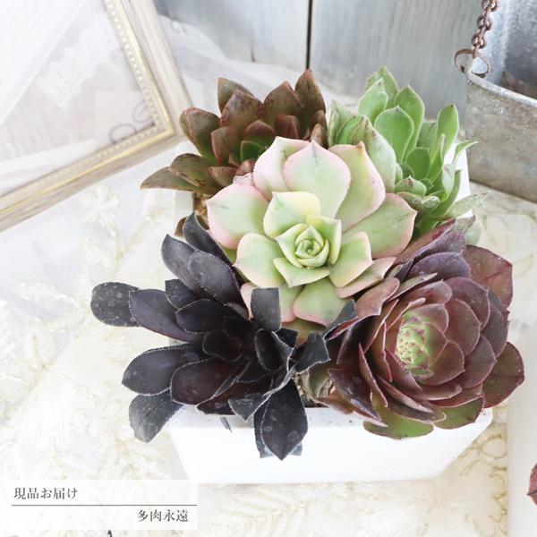 1709円 何でも揃う ゾマホンスクエアーポットの寄せ植え 56 多肉植物寄せ植え 送料別 現品お届け 多肉寄せ植え 寄せ植えお洒落 誕生日祝