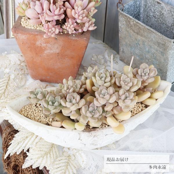 1643円 円高還元 ぽってりホワイトの寄せ植え 57 多肉植物寄せ植え 送料別 現品お届け 多肉寄せ植え 寄せ植えお洒落 誕生日祝