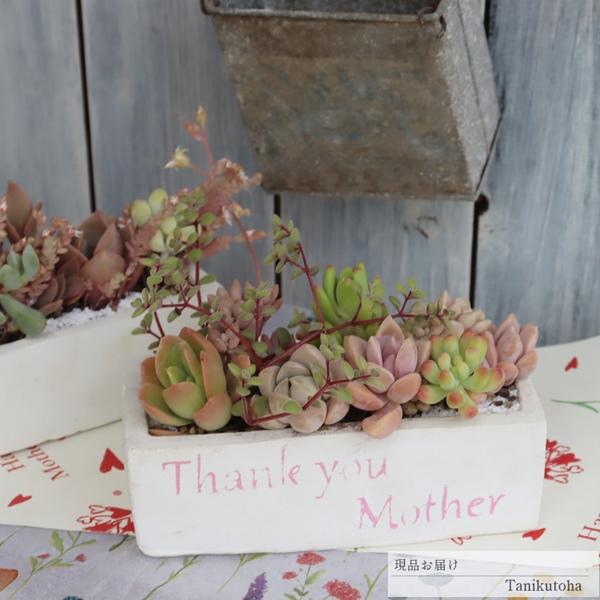 レクトポットの寄せ植え 72 多肉植物寄せ植え 現品お届け 新築祝 誕生日祝 開店祝 結婚式祝 Yo 072 多肉永遠支店 通販 Yahoo ショッピング