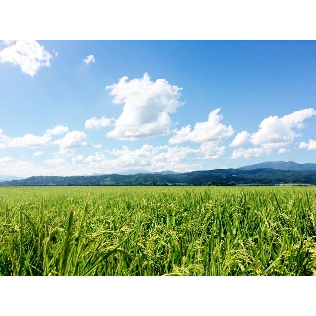 新米 令和4年産 精米無料 山形県産 ヒメノモチ (もち米)1等 玄米 30kg 送料無料|tannoshouten|02