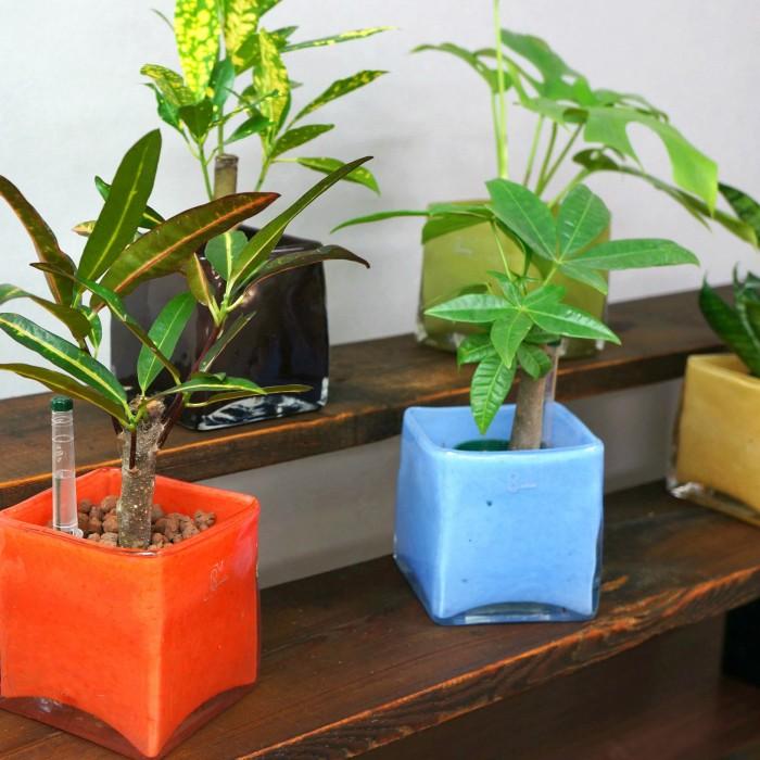熱い販売 観葉植物 ハイドロカルチャー パキラ シェフレラ サンスベリア ほか いろいろ選べる ミスティキューブ植物セット 水位計付き Aynaelda Com