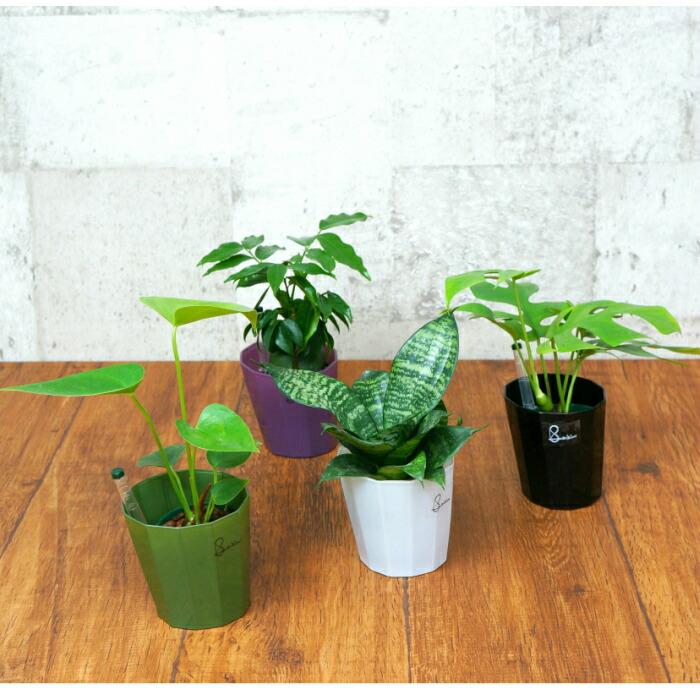 観葉植物 パキラ シェフレラ サンスベリア ほか いろいろ選べる ヴァインポット植物セット 水位計付き ハイドロカルチャー l Vn 06 タノシミドリ Yahoo 店 通販 Yahoo ショッピング