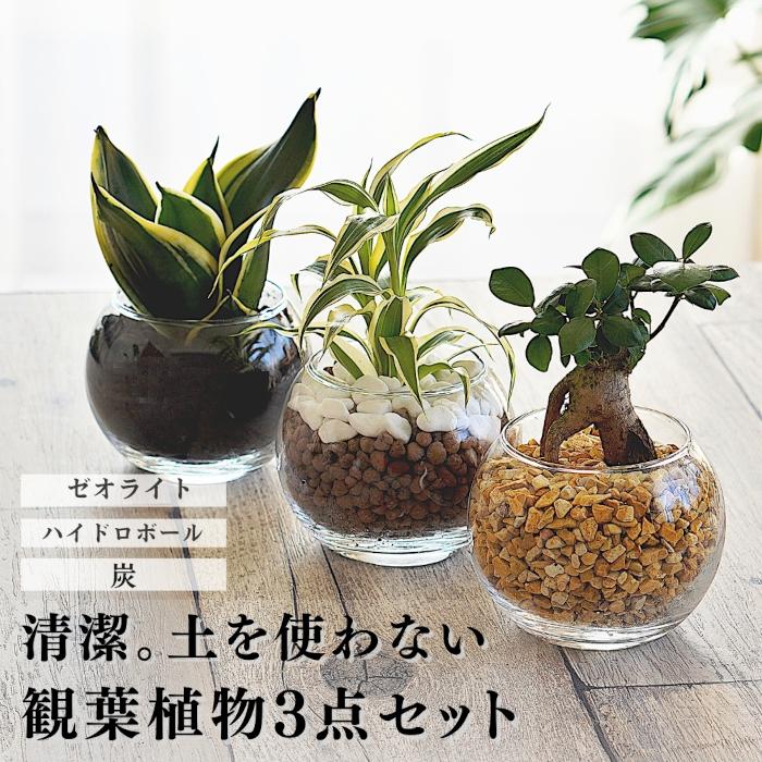 観葉植物　7点まとめて 観葉植物の販売・ギフトならフラワーコーポレーション / 観葉植物 ミニ