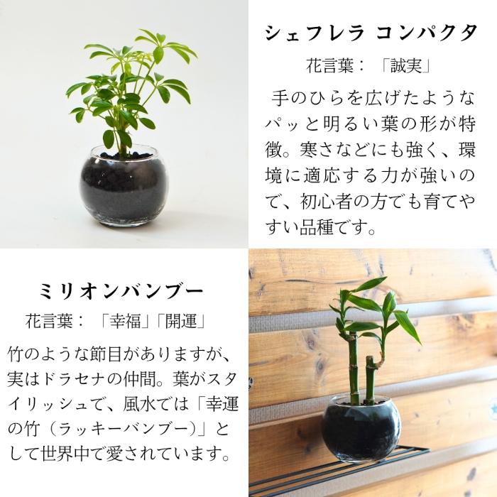 3点セット】観葉植物 ハイドロカルチャー シンプルボール3鉢 セット