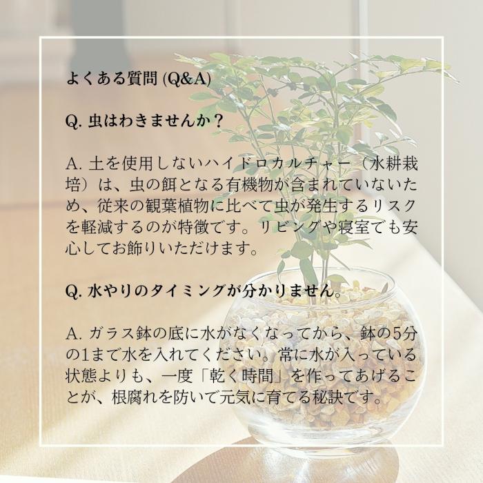 3点セット】観葉植物 ハイドロカルチャー シンプルボール3鉢 セット