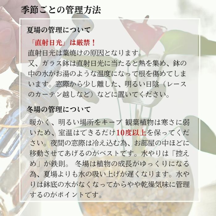 3点セット】観葉植物 ハイドロカルチャー シンプルボール3鉢 セット