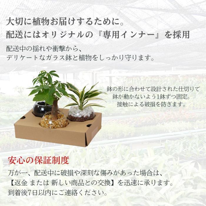 観葉植物セット　13点　一気にたくさん手に入る大チャンス！ Amazon｜東京寿園 観葉植物 3点セット ハイドロカルチャー 本物 ミニ