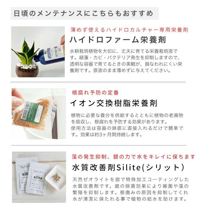 3点セット】観葉植物 ハイドロカルチャー シンプルボール3鉢 セット
