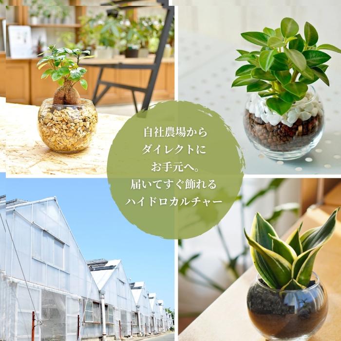 3点セット】観葉植物 ハイドロカルチャー シンプルボール3鉢 セット