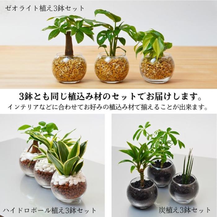 3点セット】観葉植物 ハイドロカルチャー シンプルボール3鉢 セット