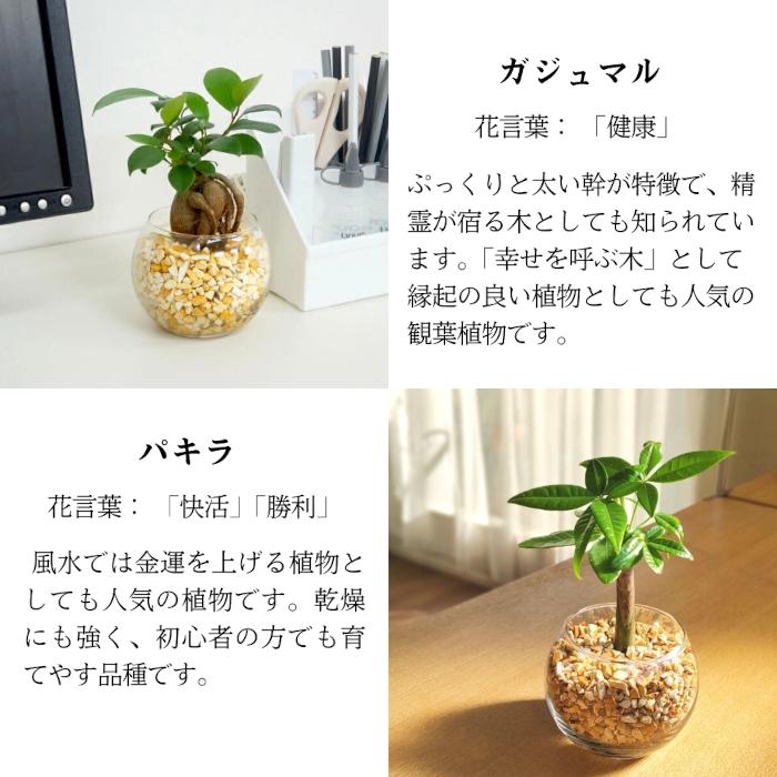 観葉植物セット　13点　一気にたくさん手に入る大チャンス！ Amazon｜東京寿園 観葉植物 3点セット ハイドロカルチャー 本物 ミニ