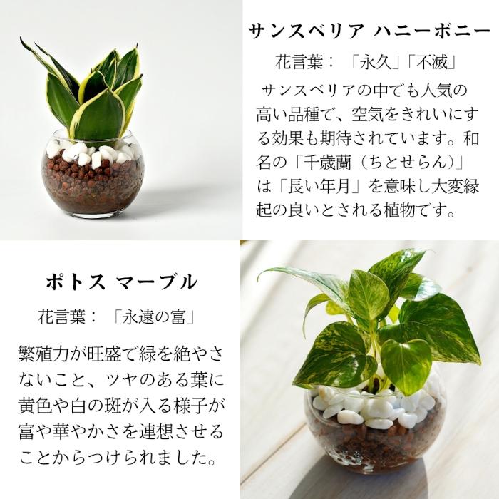3点セット】観葉植物 ハイドロカルチャー シンプルボール3鉢 セット