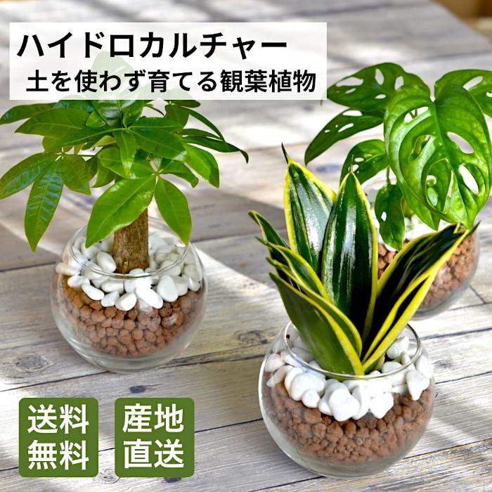 観葉植物　130株以上まとめ売り 楽天市場】土を使わない観葉植物 ゼオライト植えの選べるミニ観葉植物
