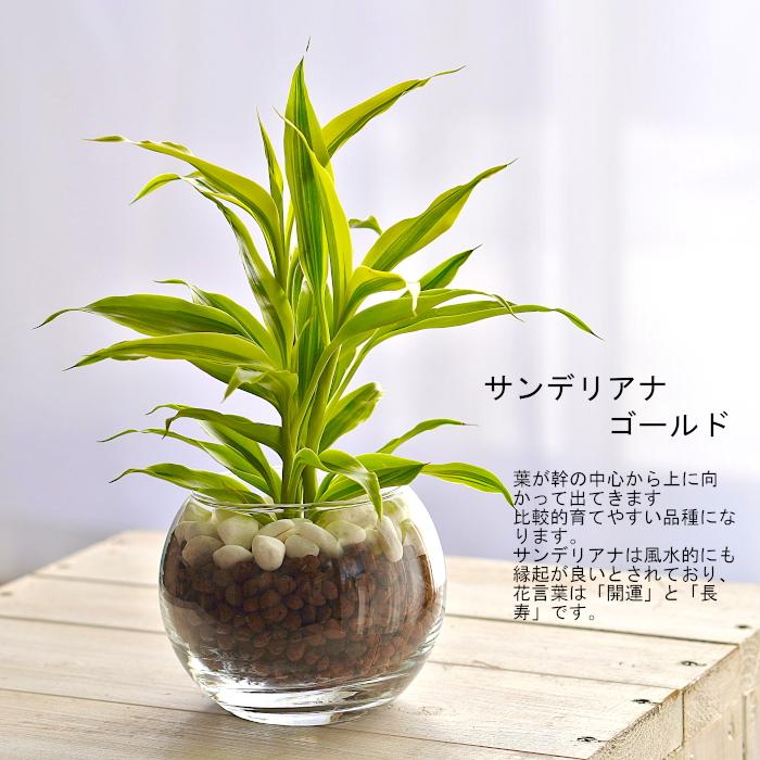 観葉植物 【パキラ ガジュマル マドカズラ ほか、植物が選べる】 シンプルボール ストーン レカトン 植え ハイドロボール 観葉植物 ミニ観葉 ハイドロカルチャー｜tanoshimidori｜11