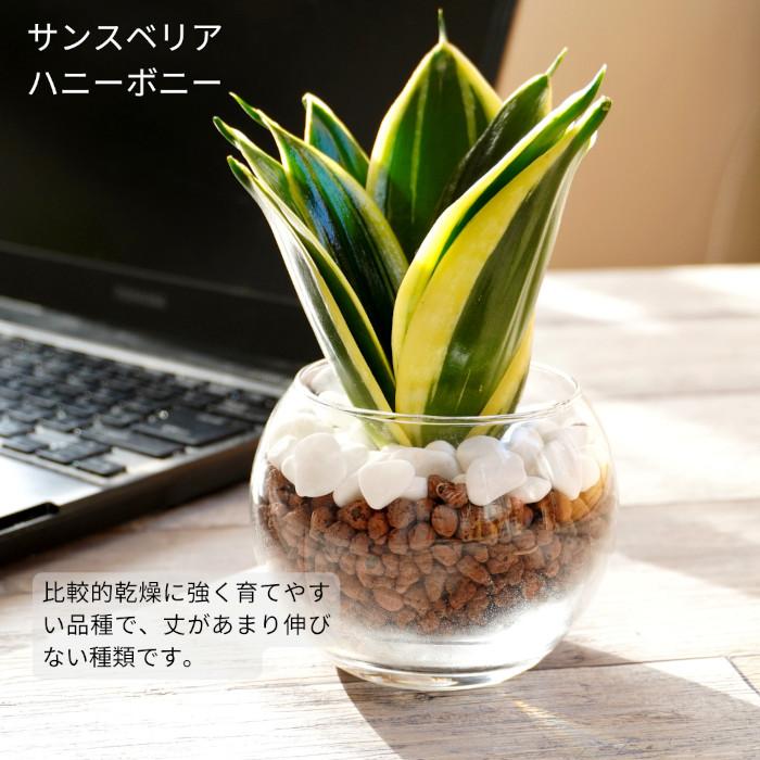 観葉植物 【パキラ ガジュマル マドカズラ ほか、植物が選べる】 シンプルボール ストーン レカトン 植え ハイドロボール 観葉植物 ミニ観葉 ハイドロカルチャー｜tanoshimidori｜04