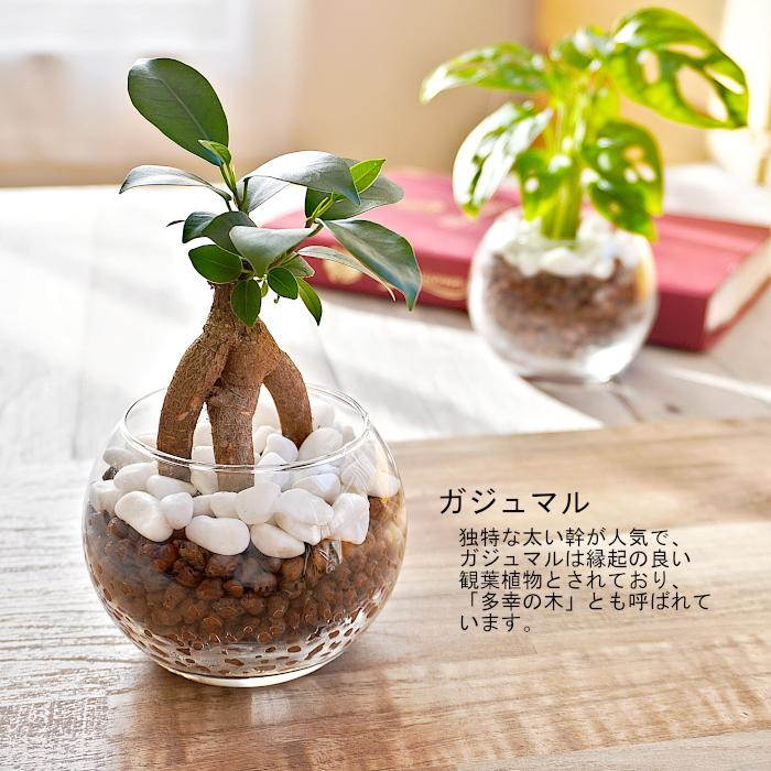 観葉植物 【パキラ ガジュマル マドカズラ ほか、植物が選べる】 シンプルボール ストーン レカトン 植え ハイドロボール 観葉植物 ミニ観葉 ハイドロカルチャー｜tanoshimidori｜07