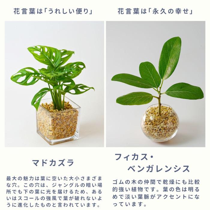 観葉植物 【パキラ ガジュマル サンスベリア 植物が選べる】ハイドロ