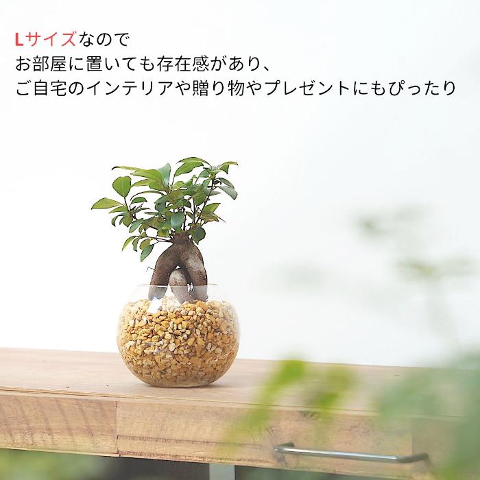 観葉植物 【パキラ ガジュマル サンスベリア 植物が選べる】ハイドロ