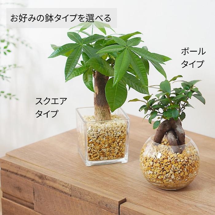 観葉植物 【パキラ ガジュマル サンスベリア 植物が選べる】ハイドロ