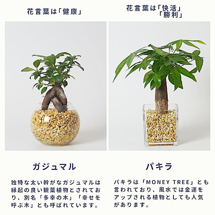 観葉植物 【パキラ ガジュマル サンスベリア 植物が選べる】ハイドロ
