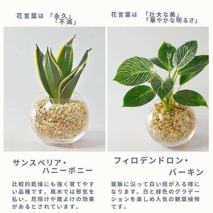 観葉植物 【パキラ ガジュマル サンスベリア 植物が選べる】ハイドロ