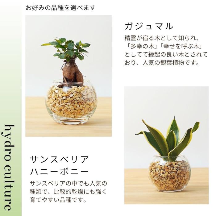 産地直送】 観葉植物 ハイドロカルチャー 品種を選べる パキラ