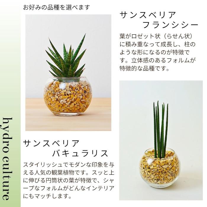 産地直送】 観葉植物 ハイドロカルチャー 品種を選べる パキラ