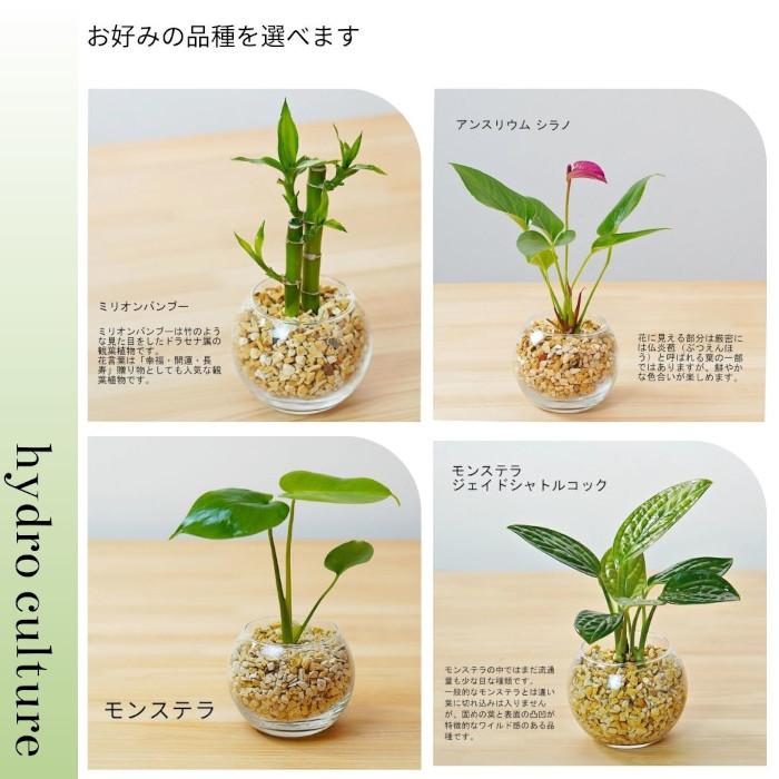 観葉植物【パキラ ガジュマル サンスベリア アンスリウム ほか 観葉植物【パキラ ガジュマル サンスベリア アンスリウム ほか