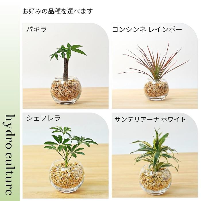 産地直送】 観葉植物 ハイドロカルチャー 品種を選べる パキラ