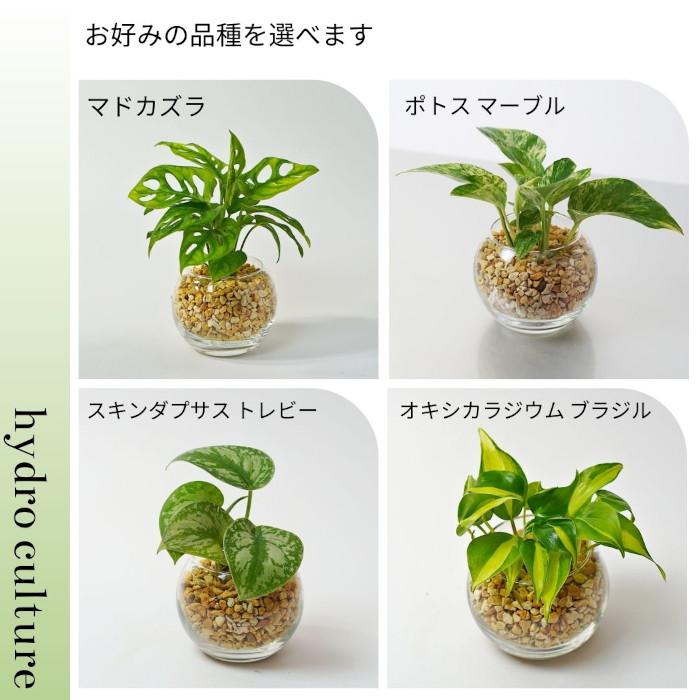 観葉植物【パキラ ガジュマル サンスベリア アンスリウム ほか 観葉植物【パキラ ガジュマル サンスベリア アンスリウム ほか