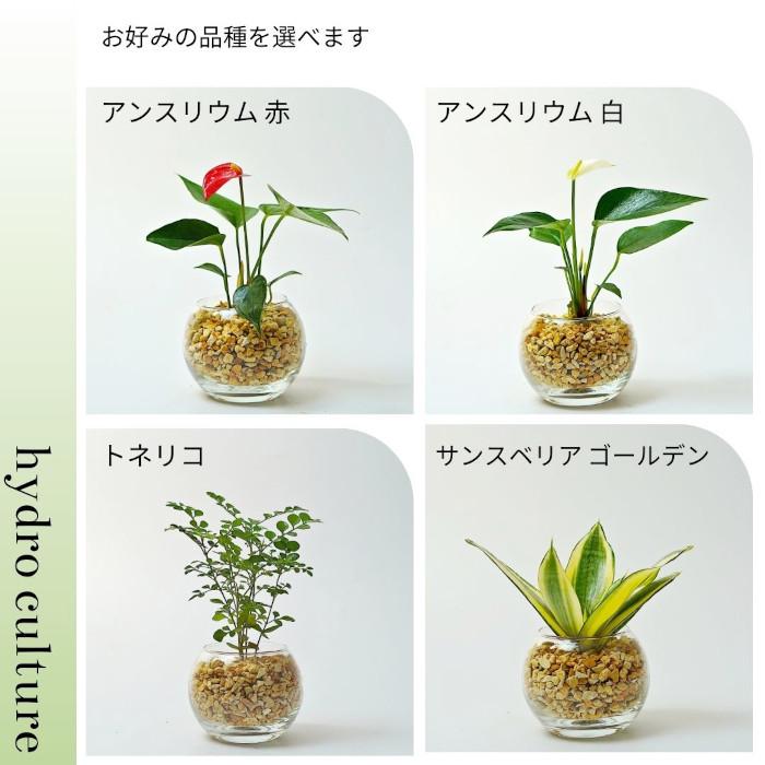 産地直送】 観葉植物 ハイドロカルチャー 品種を選べる パキラ