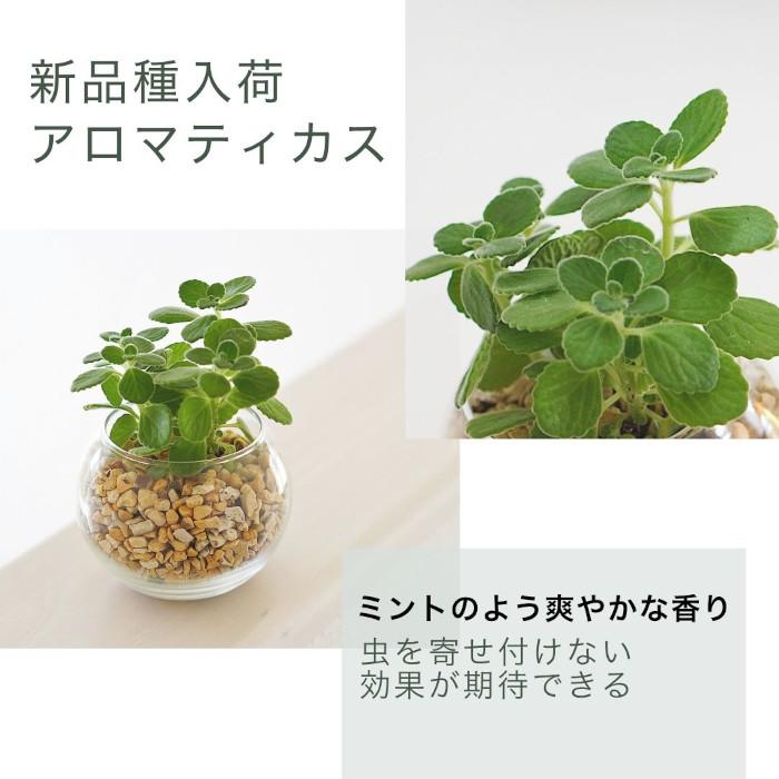 産地直送】 観葉植物 ハイドロカルチャー 品種を選べる パキラ